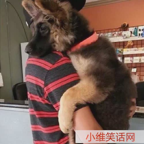 养过狗的你们、才知道这些